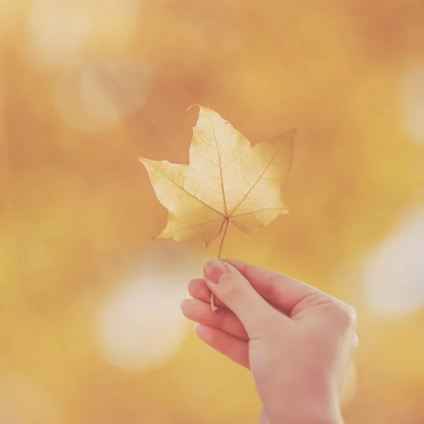 Woman hand is holding maple leaf Royalty Free Stock Images