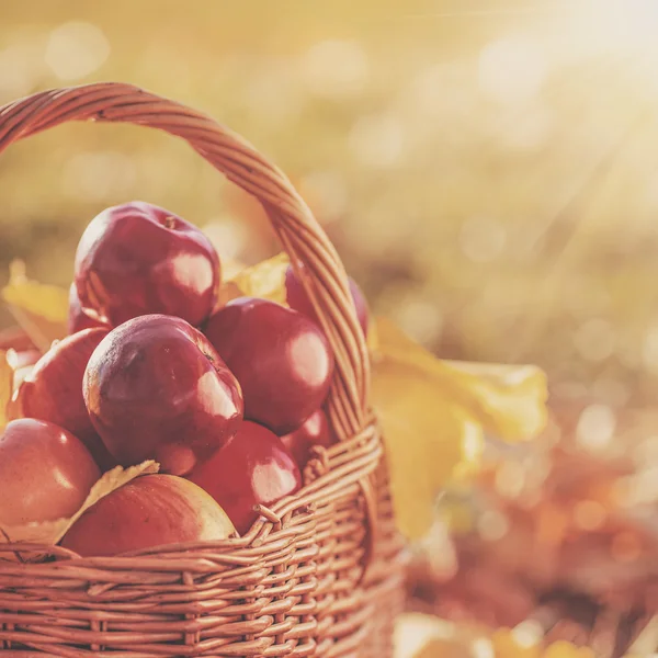 Cesta completa de manzanas rojas jugosas Fotos De Stock Sin Royalties Gratis