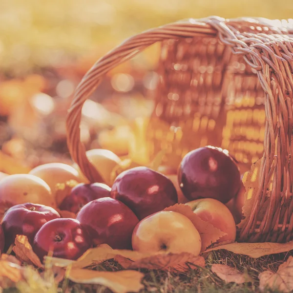 Red juicy apples on yellow leaves Royalty Free Stock Photos