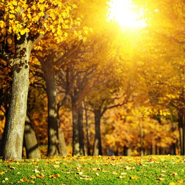 Güzel sonbahar park