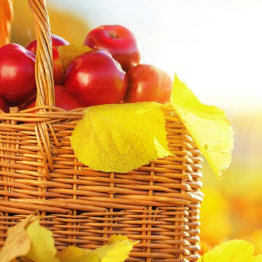 Sarı yaprakları ile kırmızı elma sepeti