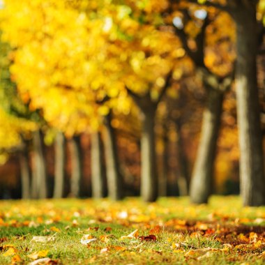 Güzel sonbahar park