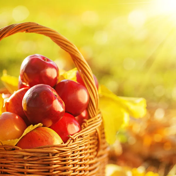 Mandje van rode appels met gele bladeren — Stockfoto