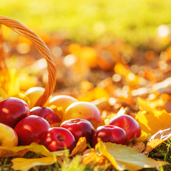 Корзина красных яблок с желтыми листьями
