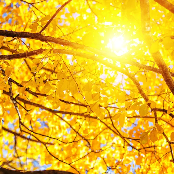 阳光明媚的秋天背景 — 图库照片