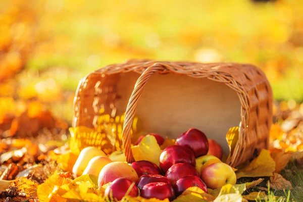 Basket of red apples with yellow leaves — Stock Photo, Image