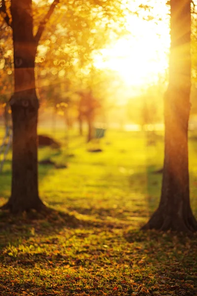 Picturesque autumn park — Stock Photo, Image