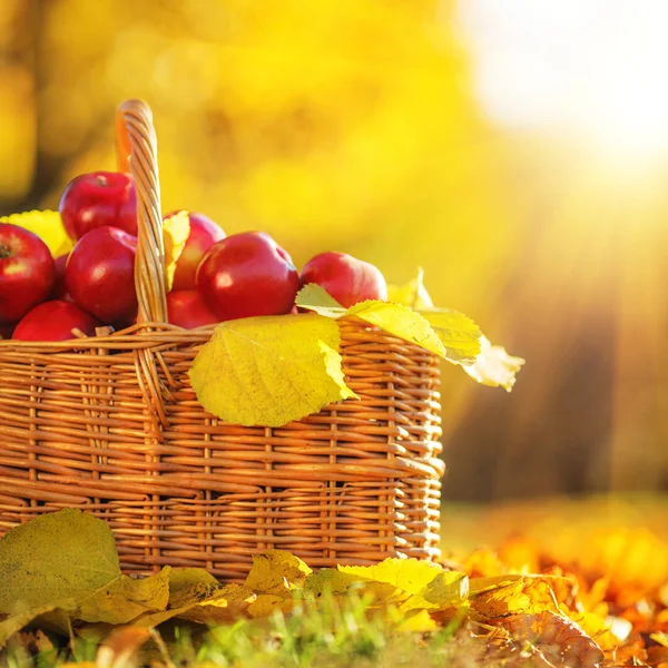 Mandje van rode appels met gele bladeren — Stockfoto