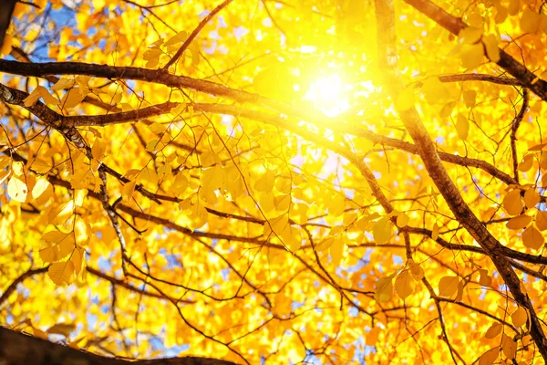 Slunečné podzimní pozadí — Stock fotografie