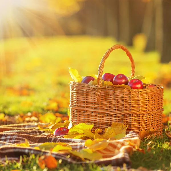 Mandje van rode appels met gele bladeren — Stockfoto