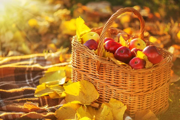 Korg med röda äpplen med gula blad — Stockfoto