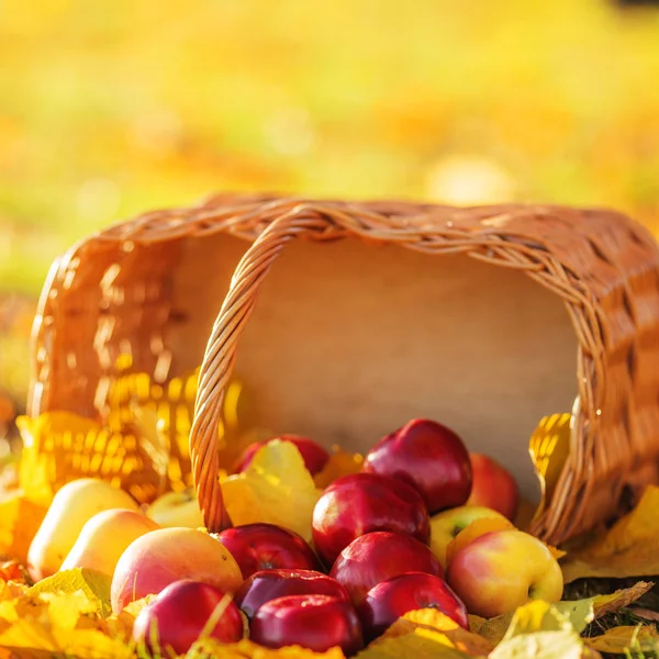 Cesta de maçãs vermelhas com folhas amarelas — Fotografia de Stock