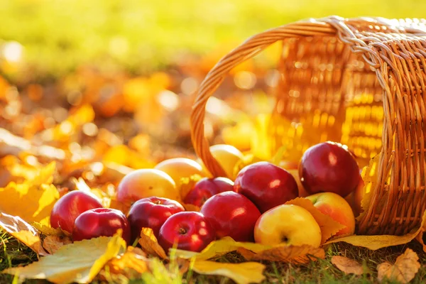 Mandje van rode appels met gele bladeren — Stockfoto