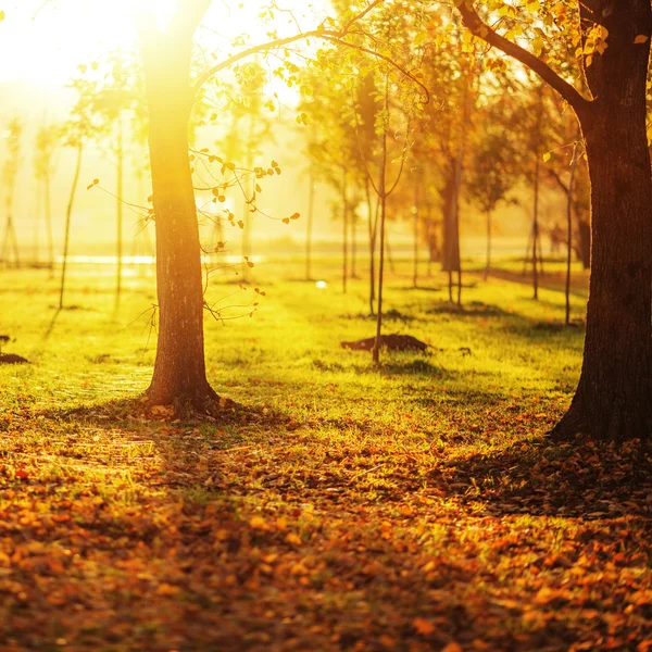 Güzel sonbahar park