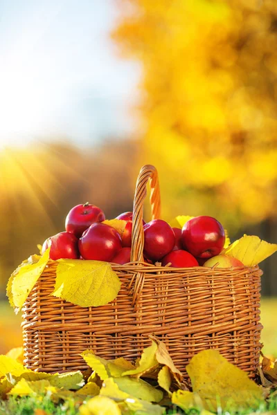 Καλάθι με κόκκινα μήλα με κίτρινα φύλλα — Φωτογραφία Αρχείου
