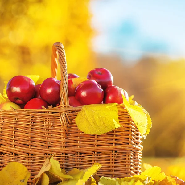 Mandje van rode appels met gele bladeren — Stockfoto