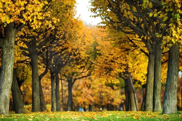 Alley in the autumn park — Stock Photo, Image