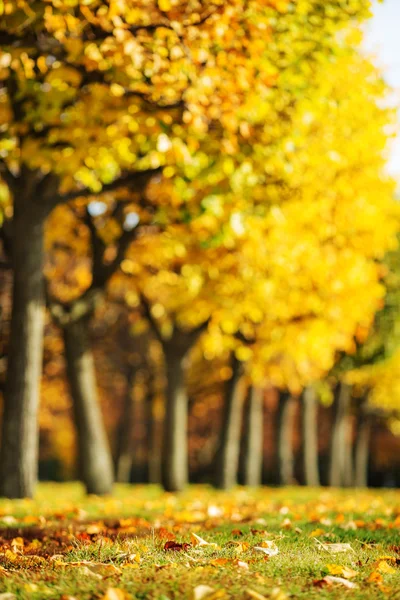 Picturesque autumn park — Stock Photo, Image