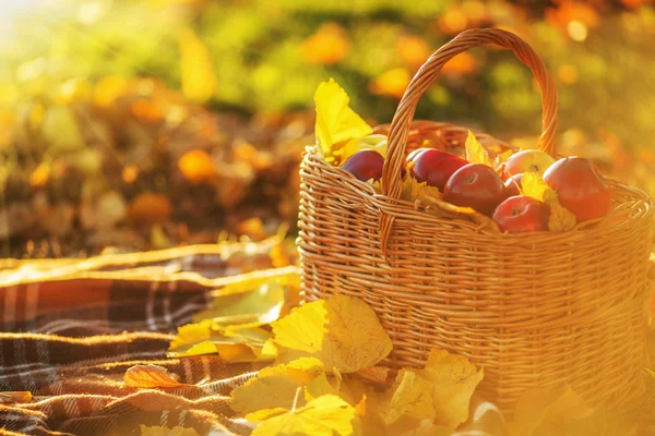 Korg med röda äpplen med gula blad — Stockfoto