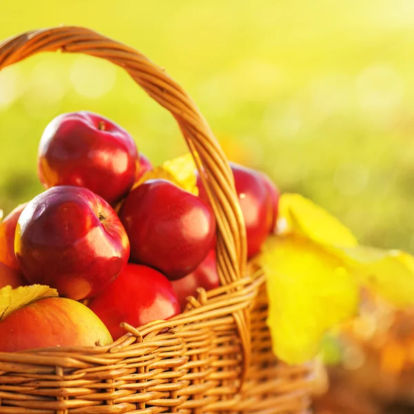 Cesto di mele rosse con foglie gialle — Foto Stock