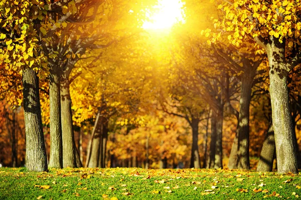 Picturesque autumn park — Stock Photo, Image