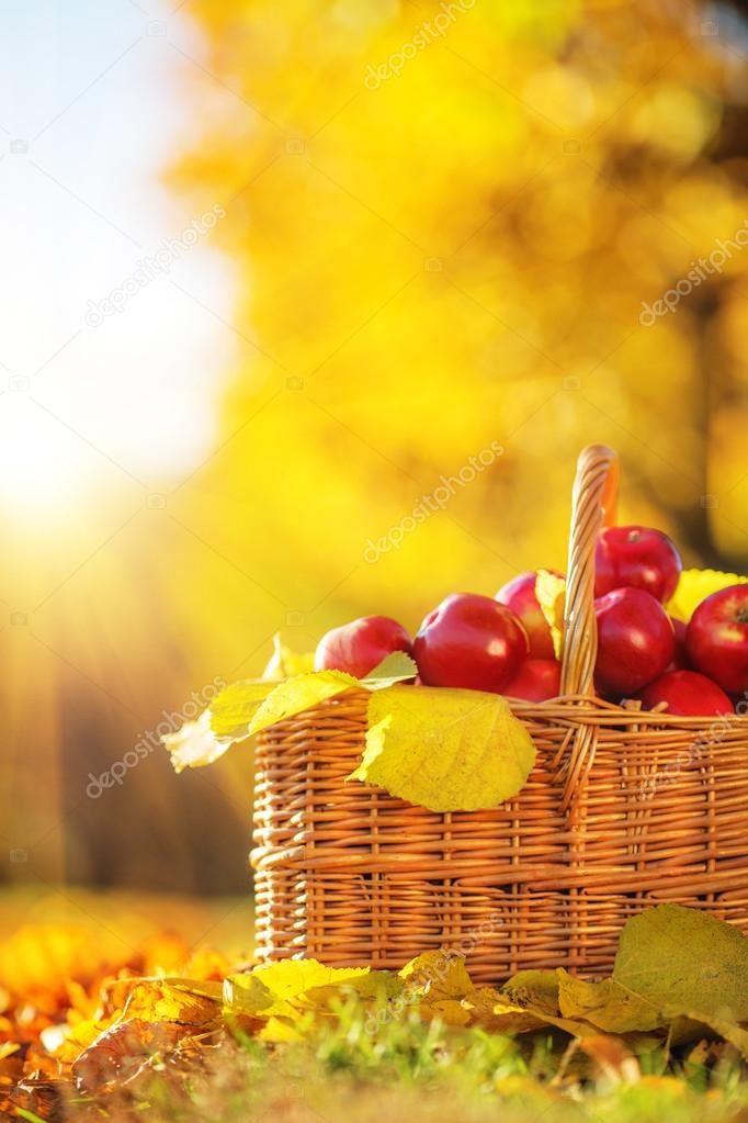 Basket of red apples with yellow leaves