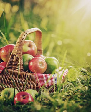 Zengin organik elma sepeti
