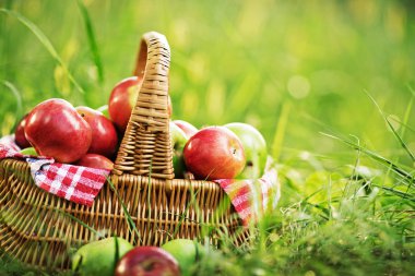Rich organic apples in basket clipart