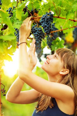 Woman holding grape bunch on vine clipart