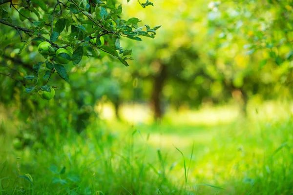 Яблучний сад зелений сонячний фон . — стокове фото