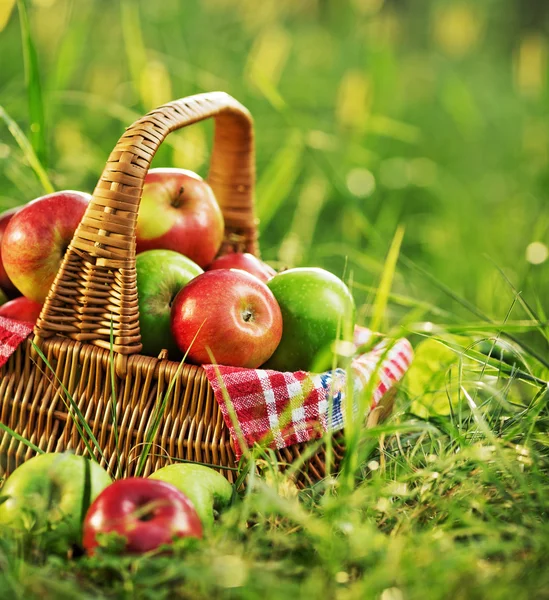 Mele biologiche ricche nel cestino — Foto Stock