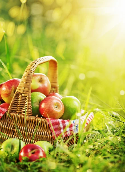 Rich organic apples in basket — Stock Photo, Image