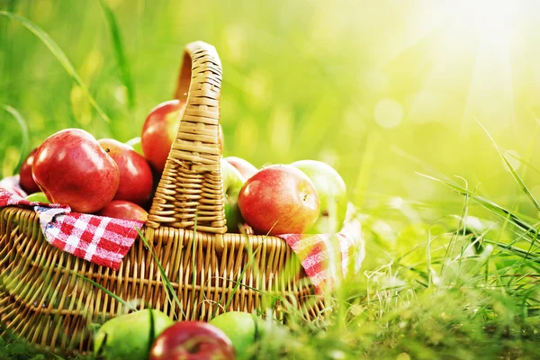 Rich organic apples in basket — Stock Photo, Image