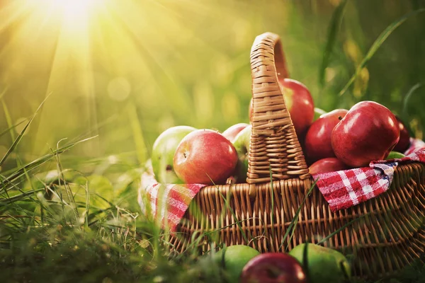 Богатые органические яблоки в корзине — стоковое фото