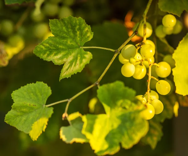 Спелый виноград на лозе — стоковое фото