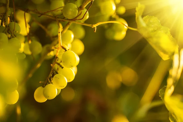 Uvas maduras em videira — Fotografia de Stock