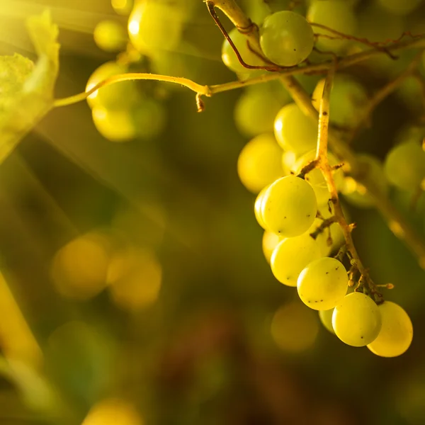 Rijpe druiven op wijnstokken — Stockfoto
