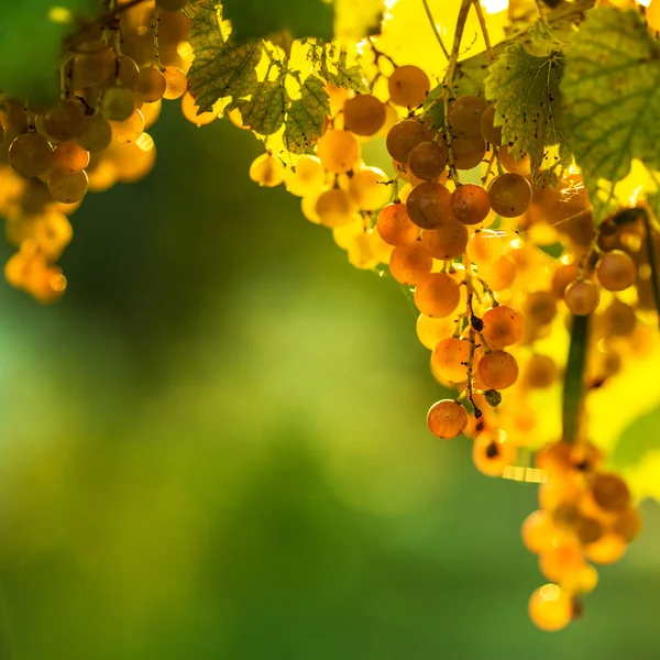 Uvas maduras em videira — Fotografia de Stock