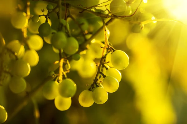 Rijpe druiven op wijnstokken — Stockfoto