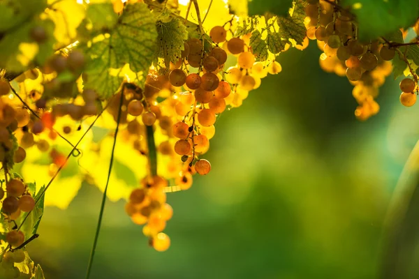 Uvas maduras em videira — Fotografia de Stock