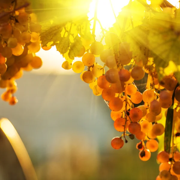 Uvas maduras em videira — Fotografia de Stock