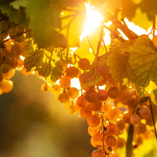 Ripe grapes on vine — Stock Photo, Image