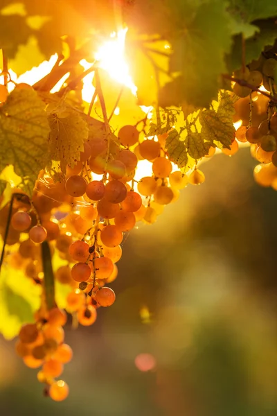 Uvas maduras em videira — Fotografia de Stock