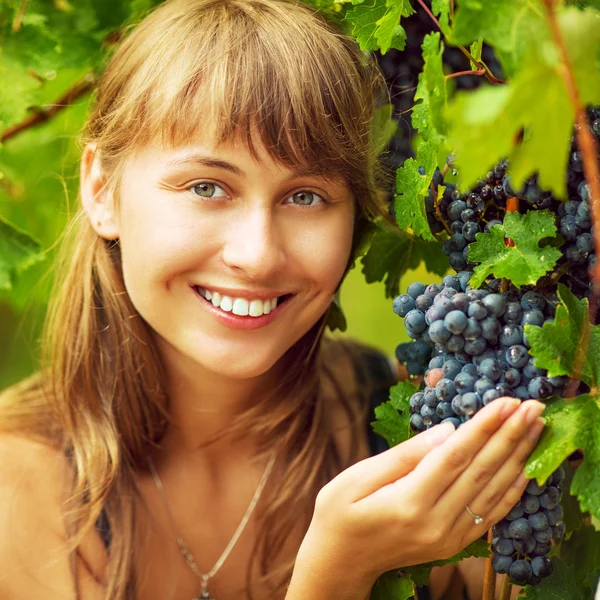 Grape picking season Stock Photos, Royalty Free Grape picking season