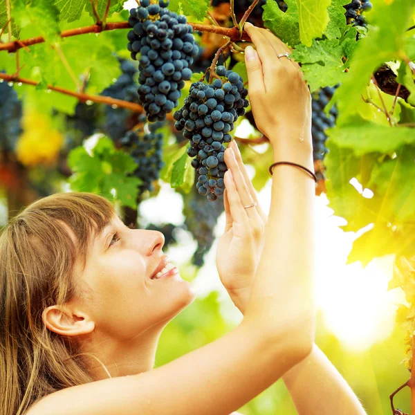 Frau hält Traube an Weinstock — Stockfoto