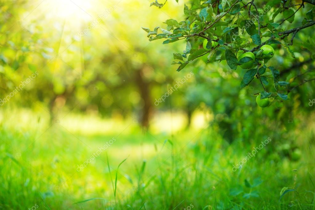 Bức ảnh Apple garden green sunny background. Stock Photo sẽ đưa bạn đến với nông trại và khu vườn xanh rực rỡ với nhiều cây táo đang nở hoa. Hãy cảm nhận tình tự nhiên và sức sống của thiên nhiên trong tấm ảnh này.