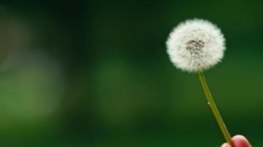 Karahindiba tohumları uçup gidiyor