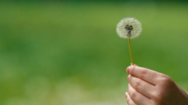 Dandelion seeds flying away — Stock Video