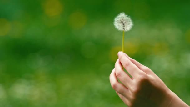 Dandelion seeds flying away — Stock Video