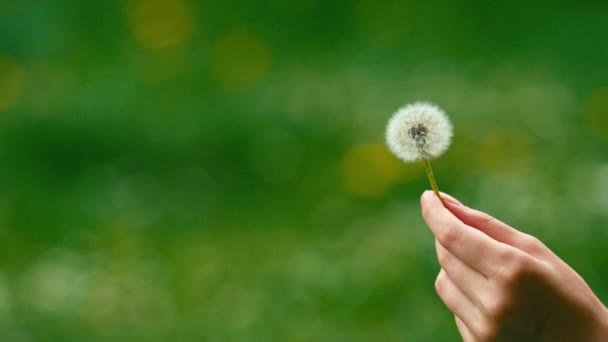 Dandelion seeds flying away — Stock Video